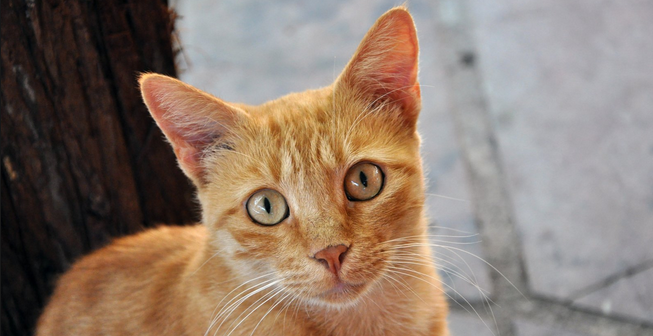 GATO SANGRE HECES gato sangre heces: