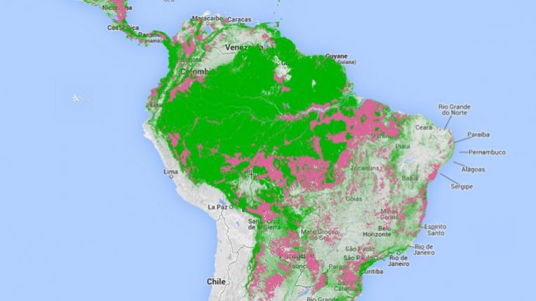 Google se sumó a la lucha contra la deforestación en el mundo