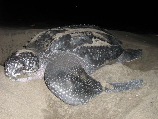 Investigan en isla de Juan Venado, León, sacrificio de tortuga Tora en altamar