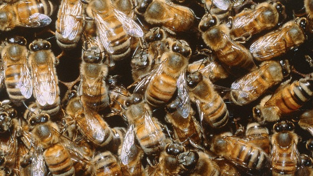 El virus que aniquila a las abejas pudo haber dado un salto evolutivo de millones de años