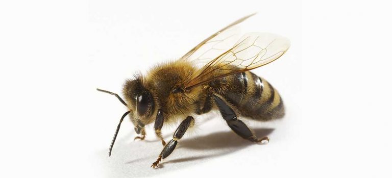 Ministerio de Salud advierte sobre incremento de ataque de abejas en época veranera