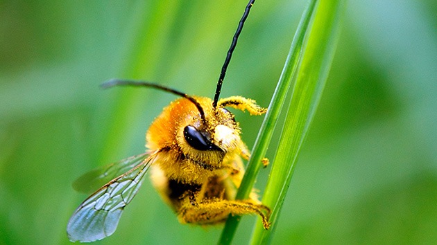 Las abejas caen como moscas: ¿Señal en el aire de una próxima una extinción humana?