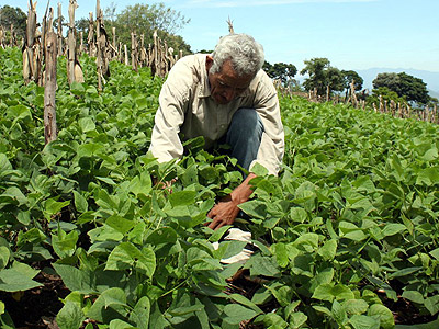 Por falta de apoyo productores hondureños se trasladan a Nicaragua