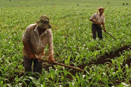 Gobierno sandinista inaugurara en mayo Ciclo Productivo 2014