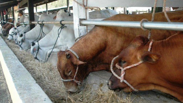 Se consagra ganadora “la ubre blanco” en concurso de vaca lechera, en Feria Hatofer 2014