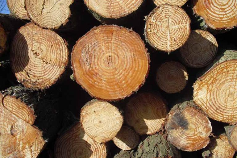Cosechará Nicaragua madera cultivada