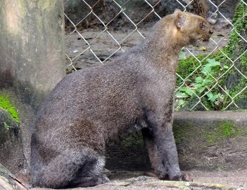 Marena y Zoológico Nacional usan drones y cámaras trampas  con el fin de proteger  la  fauna