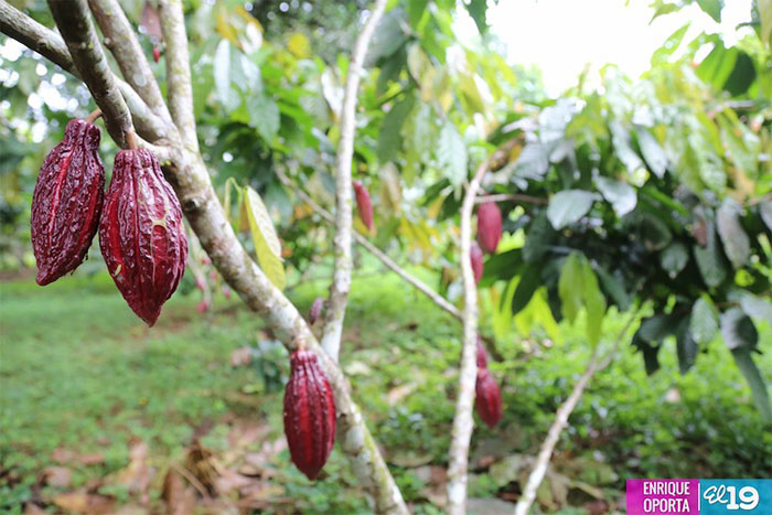 Productores de cacao y leche, reciben a préstamo de 20 millones de dólares del BID