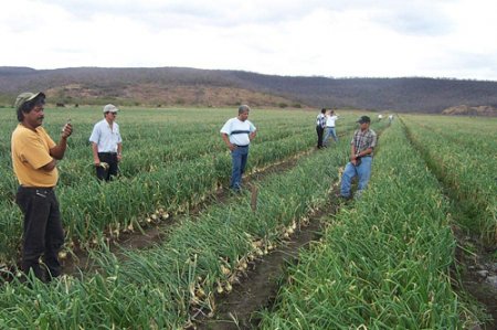 Brindarán acompañamiento técnico a productores de cara Ciclo-Agrícola