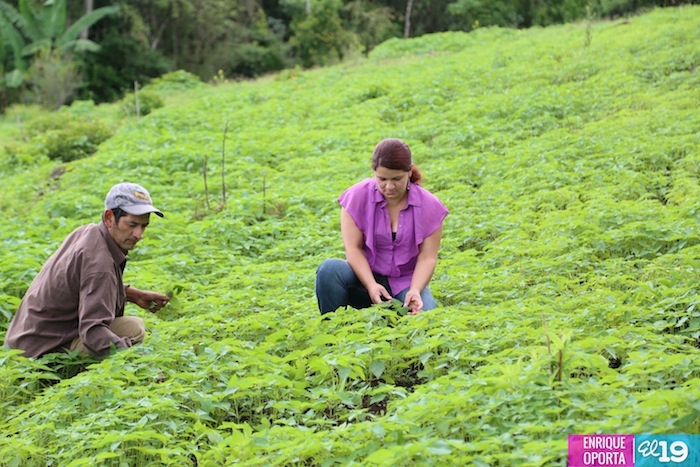 Gobierno iniciará proceso de consulta sobre el Plan de Producción 2014-2015