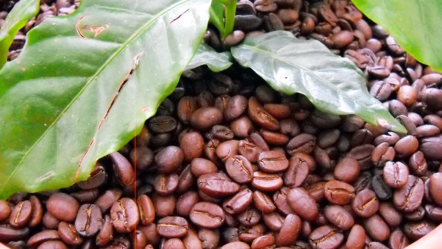 Nicaragua será sede de Seminario Centroamericano de caficultores