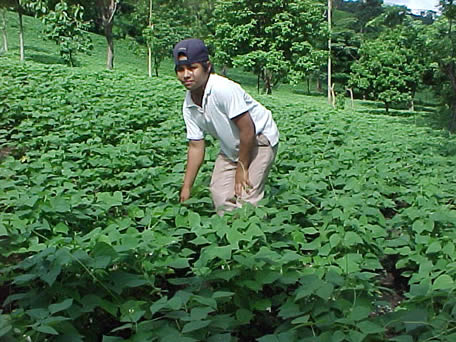 Gobierno trabaja para presentar Plan del Ciclo Agrícola 2014