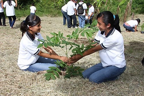 Reforestación crecerá un 10 por ciento