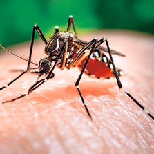 transmite-mosquito-Aedes-aegypti-ARCHIVO_LNCIMA20131110_0070_20