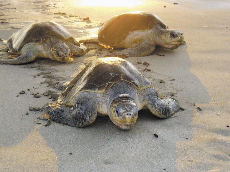 Tortugas Paslama empiezan a llegar a desovar a Chacocente y La Flor