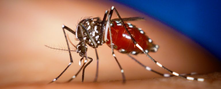 Ascienden a mil 650 los casos de Chikungunya en Nicaragua