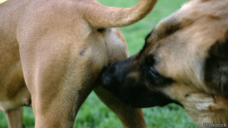 ¿Por qué los perros se huelen el trasero?