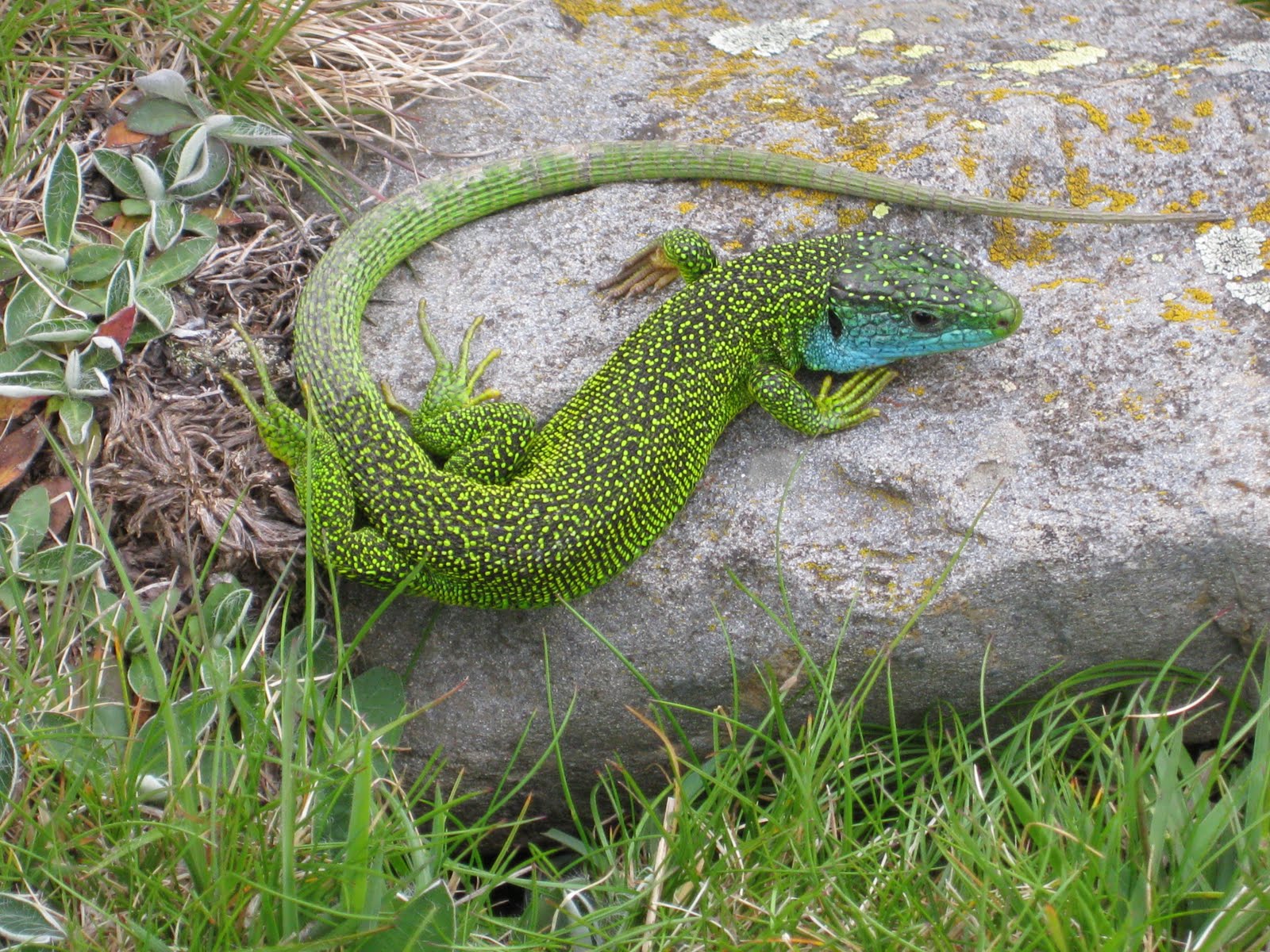 Descubren el secreto de los reptiles al regenerar sus colas para aplicarlo a humanos