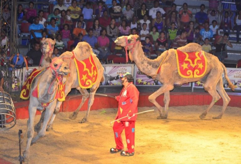 Capitalinos continúan disfrutando del Circo de Renato, El Rey de los Payasos