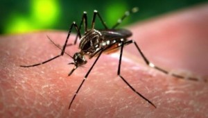 aedes-aegypti-mosquito-chikungunya.jpg_1718483346