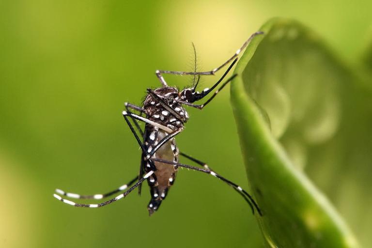 Mosquitos transgénicos, made in Brasil