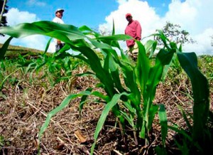 productores-agropecuarios