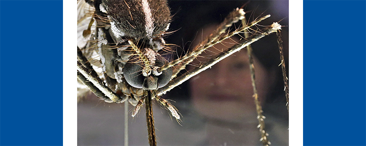 Ministerio de Salud reporta un nuevo caso de Chikungunya en Nicaragua