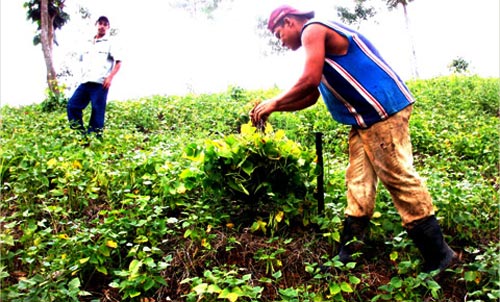 Gobierno entregará financiamiento a productores de Madriz y Chinandega