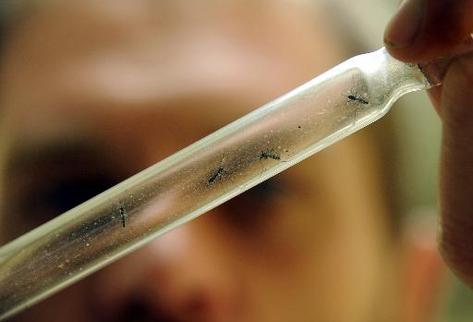 MINSA detecta un nuevo caso de Chikungunya en el país