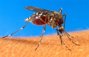 mosquito-chikungunya