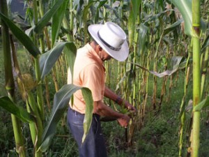 CAMPESINOS-DEL-SUR-2