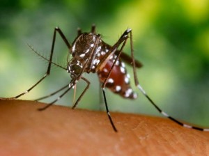 el-virus-de-chikungunya-parece-ser-la-causa-de-las-muertes-en-maracay