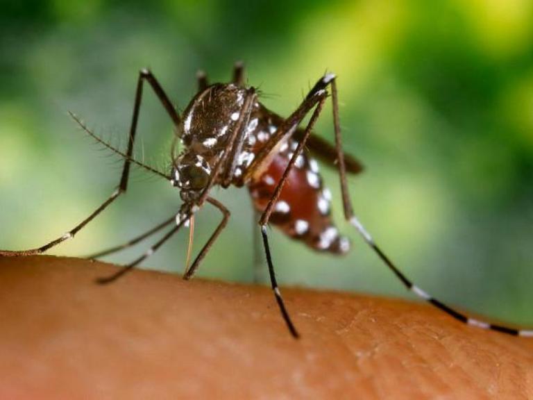 MINSA ha registrado 4 mil 94 casos de Chikungunya