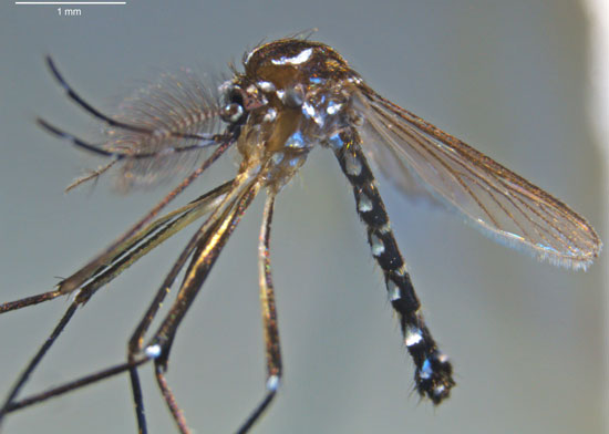 Autoridades sanitarias detectan caso número 30 de Chikungunya en Nicaragua