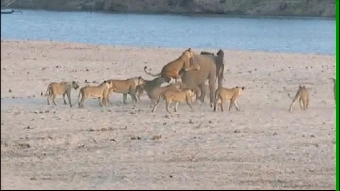 Video: La dura lucha entre un elefante bebé y 14 leonas