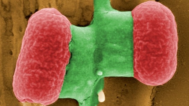 Científicos convierten bacterias en dispositivos de memoria analógicos