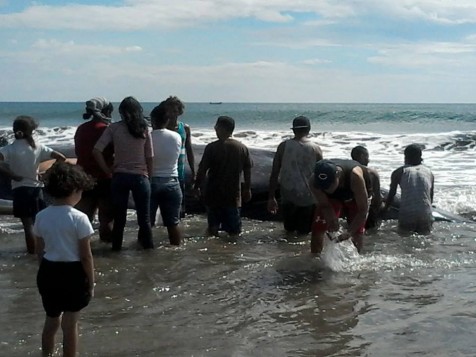 Entierran ballena que murió varada en Popoyo, Tola, Rivas