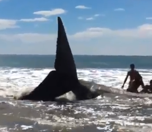 Aparece otra ballena muerta en Las Peñitas, León