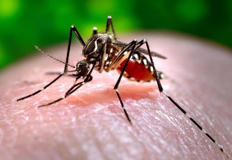 Colombia registra casi 70.000 casos de chikunguña desde julio