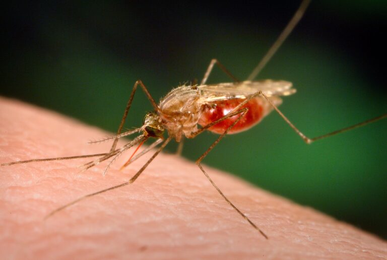 Descubren componente que ‘mata’ la malaria en 48 horas