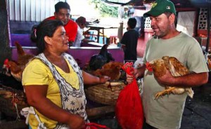 venta-de-gallinas