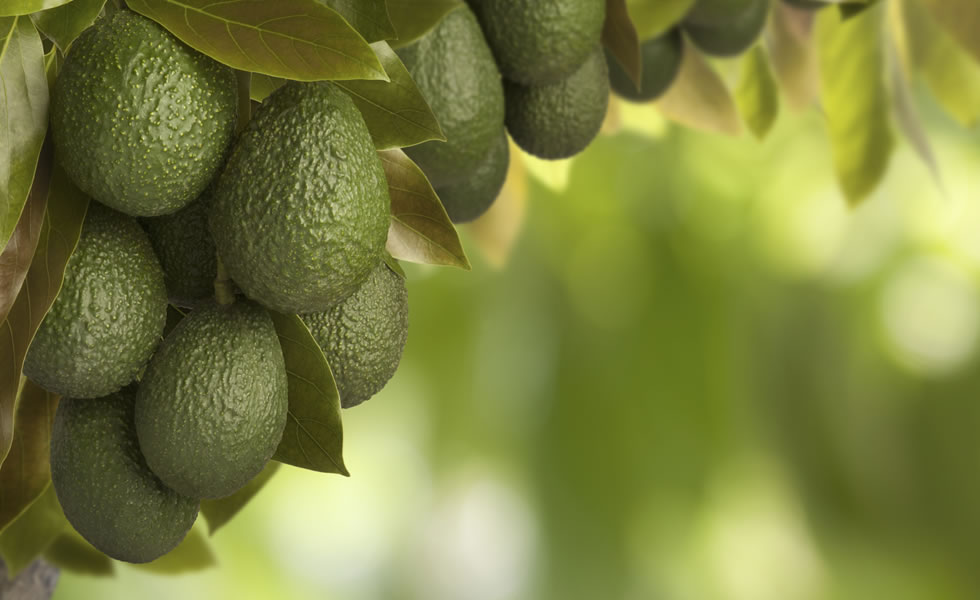 Aguacate diario: clave para mejorar el colesterol LDL