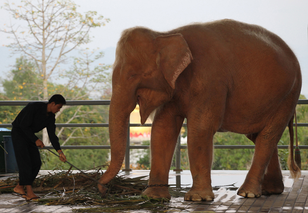 Birmania captura un raro elefante blanco en Ayeyarwaddy