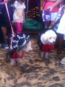 Mascotas con sus disfraces en las fiestas en honor a San Lázaro.