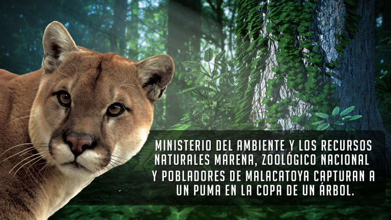 MARENA rescata Puma adulto en zonas montañosas de Malacatoya, Granada