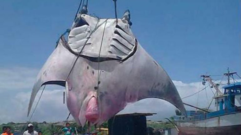 Pescadores capturan gigantesca mantarraya en Tumbes