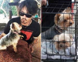 Johnny-Depp-perros-370x297