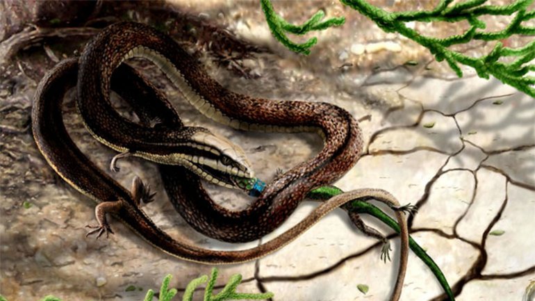 Descubren un fósil de serpiente con extremidades en Brasil