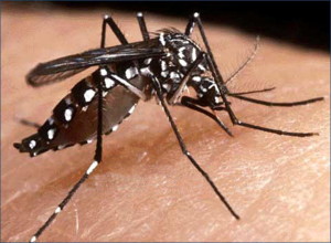 DENGUE-e1376364444246