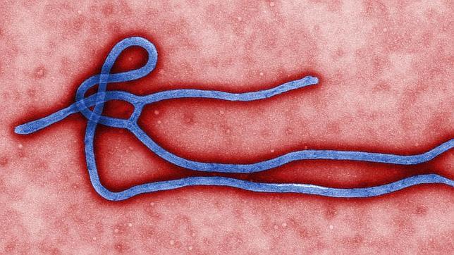 Virus-ebola-definicion--644x362